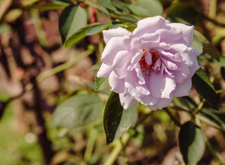 前橋バラ園　薔薇の花82