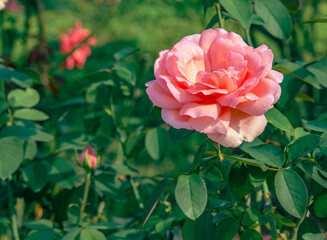 Obraz premium 前橋バラ園 薔薇の花70