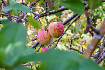 
Colorful apples hanging on a tree between branches and leaves.