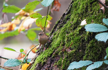 Small wren bird (Troglodytes troglodytes) perched on mossy tree trunk