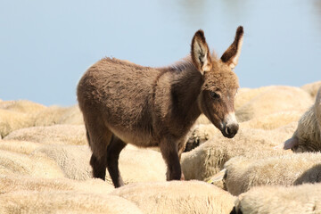 Fototapeta premium Brown, baby donkey in a flock of sheep