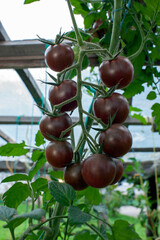 Red cherry tomatoes on the bush, organic food, ecological product