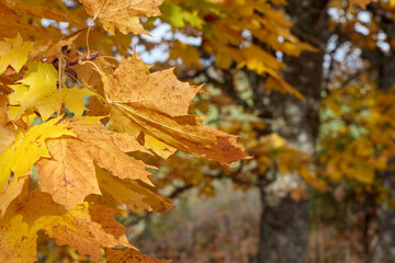 
yellow and brown maple leaves hanging from a tree while another tree is visible in the background.