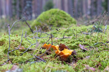
several mushrooms growing on a decaying tree trunk covered with moss.