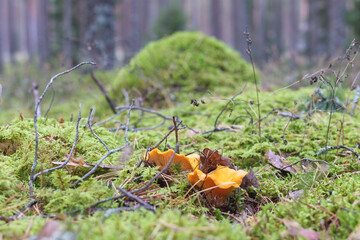 
two yellow mushrooms among trees and leaves.