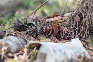 
a mushroom with a brown cap and a white stalk that grows on the ground in the forest among...