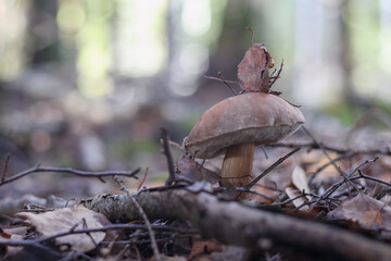 
a brown mushroom with a wide cap that grows in the forest on the ground among branches and leaves.