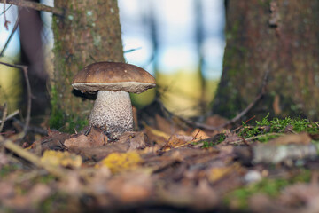 
a brown mushroom with a white stalk that grows in the forest among trees and leaves.