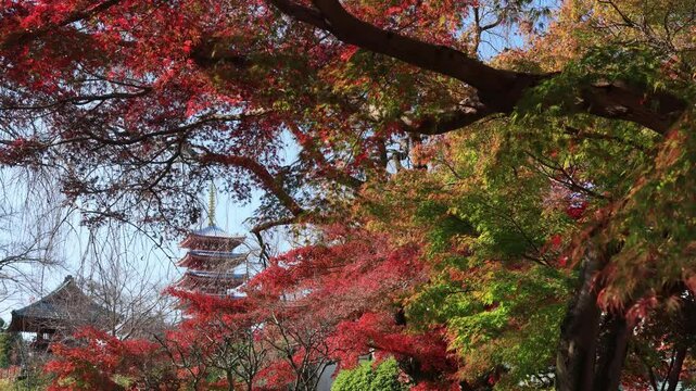 本土寺の紅葉と五重塔　千葉県
