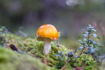 
a flycatcher with a red cap and white dots that grows in the forest among green mosses and bilberry bushes.