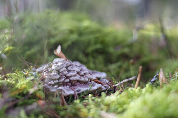 
a cluster of mushrooms growing on a rotting tree trunk covered with green moss.