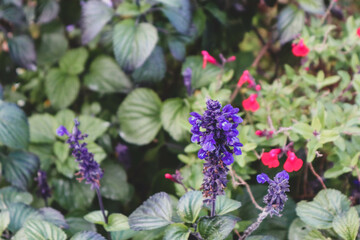 close up view of Salvia nemorosa. It is view of purple flower in sunny day