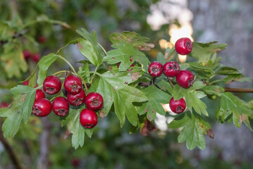 
you can see red berries on a tree branch with green leaves.
