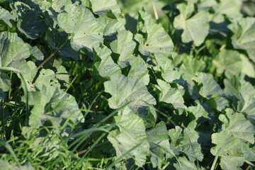 mallow (Malva sylvestris) herb in spring
