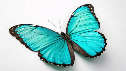 Elegant Turquoise Butterfly Isolated Against White"