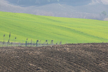 A ploughed field in the foreground, a green wheat field in the midground, and mountain foothills in the background