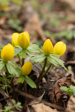 yellow winter aconite flowers emerging in early spring