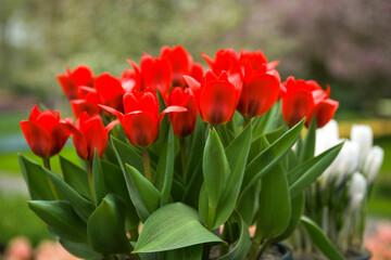 Easter pots with red tulips. Flowers delivery