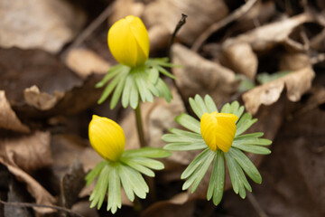 yellow winter aconite flowers emerging in early spring