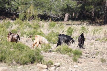 black, brown and white Goats  grazing peacefully in an open field