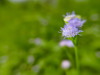 Praxelis clematidea flower plant outdoors (Clematis praxelis)