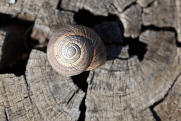 a snail on old tree trunk
