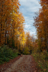 Obraz premium Beautiful autumn landscape. Travel, hiking, freedom, active lifestyle. Autumn in the forest.
