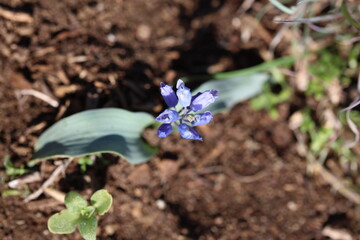  pale hyacinthella (Hyacinthella leucophaea) is a spring wildflower found in dry, rocky slopes and ridges