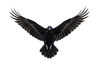 A black raven with wings fully spread, captured mid-flight, isolated on white background