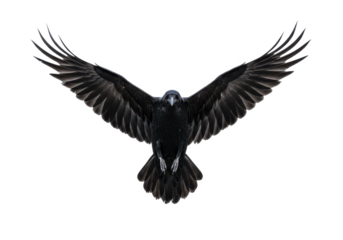 A black raven with wings fully spread, captured mid-flight, isolated on white background