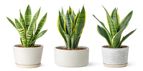Stylish Collection of Snake Plants Isolated for Indoor Decor