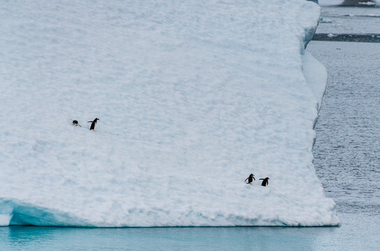 Four Gentoo Penguins -Pygoscelis papua- standing on an iceberg in the Lemaire channel, Antarctic peninsula