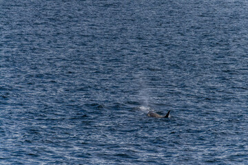 Fototapeta premium Close-up of a killer whale, Orcinus orca, swimming in the waters of the Antarctic peninsula, near Anvers Island.
