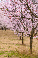 Almond orchard in bloom, Hustopece village, Czech