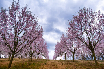 The oldest almond orchard in bloom, Hustopece village, Czech
