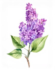 Obraz premium Watercolor lilac branch spreading delicate purple blossoms against soft green foliage, capturing botanical softness and natural beauty