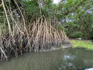 mangrove India Kochi