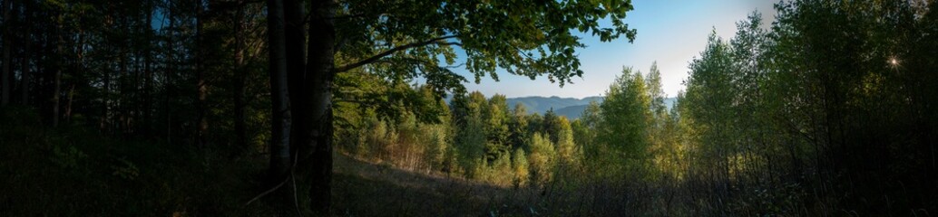 Fototapeta premium Panorama of a majestic evergreen forest. Sunbeams through mighty pines and firs. Pure nature. Early spring.Ecotourism, hiking, healthy lifestyle concepts