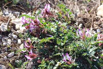 Montpellier Milkvetch (Astragalus monspessulanus) plant in nature