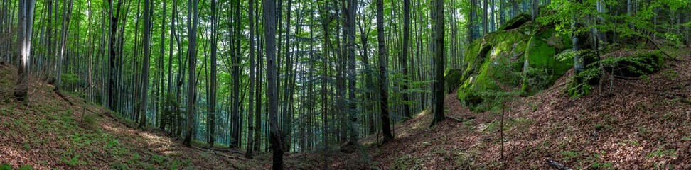Obraz premium Panorama of dark green forest, gloomy light, forest in summer.