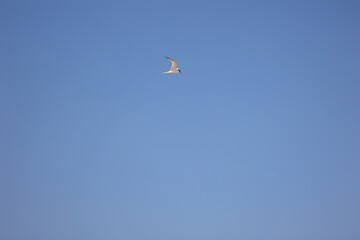 A Seagull Soars Through The Clear Blue Sky. The Bird's Graceful Flight Captures The Essence Of Freedom And Natural Beauty Against The Backdrop Of An Uninterrupted Horizon.
