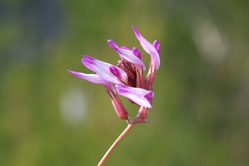Montpellier Milkvetch (Astragalus monspessulanus) plant in nature