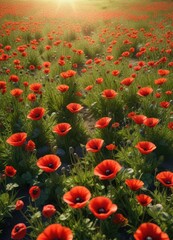 Fototapeta premium Sunlit meadow carpeted with bright red poppies, natural beauty, sunshine, colorful