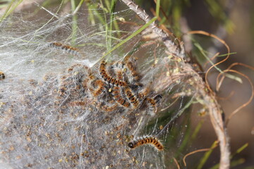 Pine processionary moth (Thaumetopoea pityocampa) and cocoon on pine tree