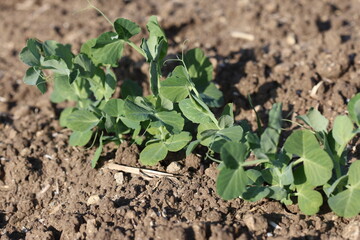 A close-up view of a pea plant growing in a field