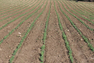 Rows of pea plants in an agricultural field