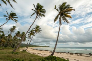 Obraz premium Swaying coconut trees in a scenic beach scene, rocky outcropping, calm sea