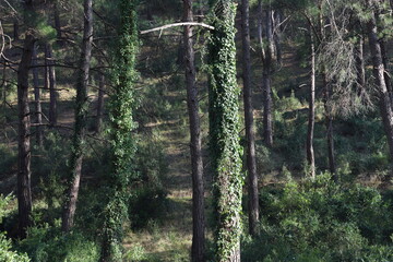 Pine trees with covered with ivy in a dense pine forest