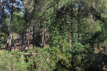 Tranquil Pine Forest with Long Trunks and Lush Green Ground Cover