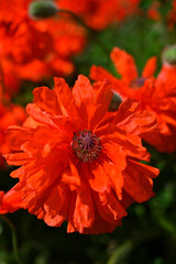 fluffy garden poppies red flowers